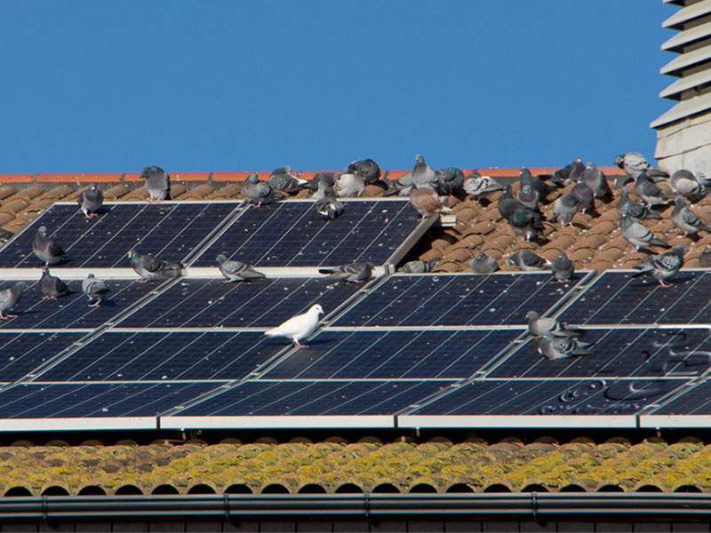 Bird droppings and nesting on solar panels
