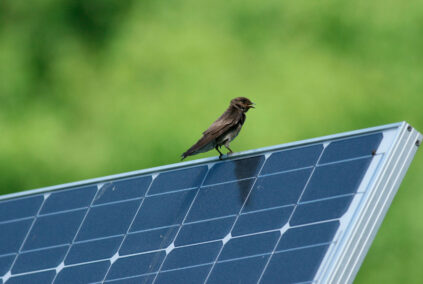 Bird droppings and nesting on solar panels causes loss of efficiency by 2%. Ways to avoid it.